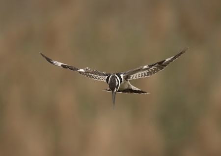 Animal, Bird, Buzzard, Flying, Hawk, Vulture